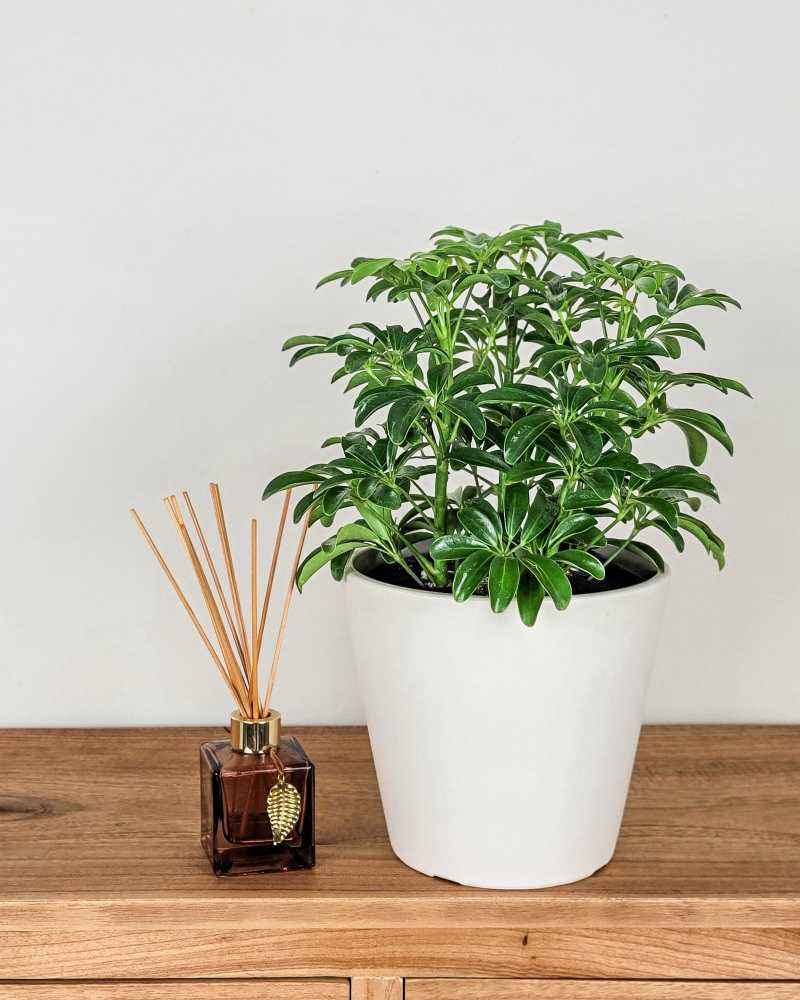 Compact Dwarf Umbrella Tree