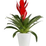 Crimson Kisses Bromeliad