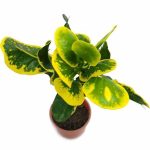 Croton Apple Leaf Yellow