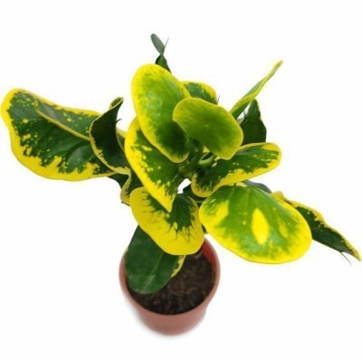 Croton Apple Leaf Yellow