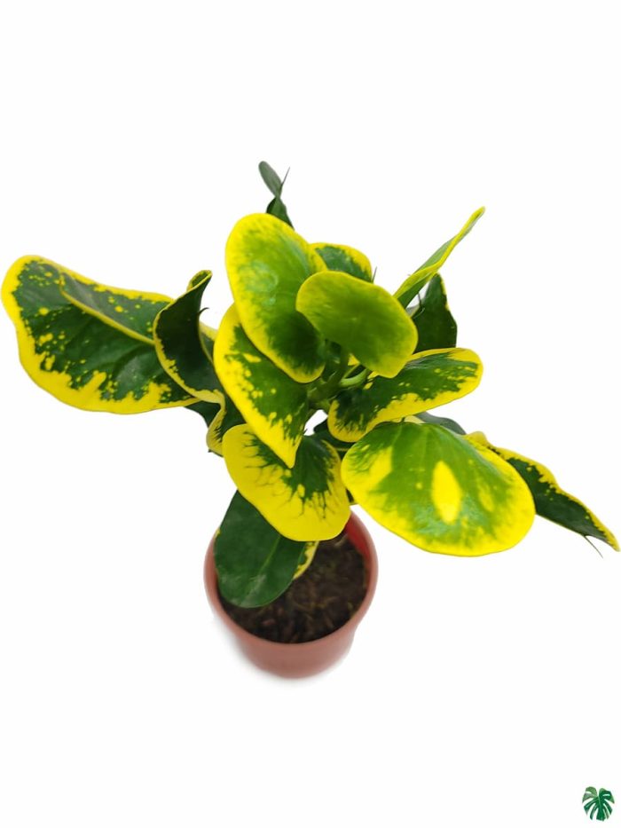 Croton Apple Leaf Yellow