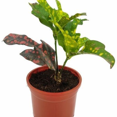 Croton Magnificent Duck Foot