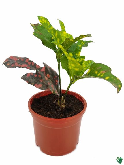 Croton Magnificent Duck Foot