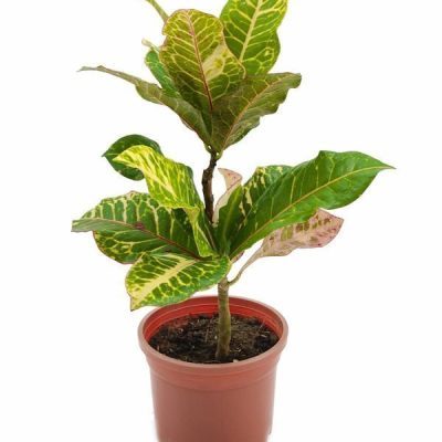 Croton Petra