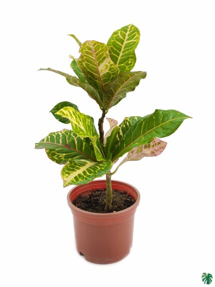 Croton Petra