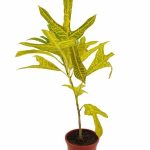 Croton Yellow Duck Foot - Trishul Plant