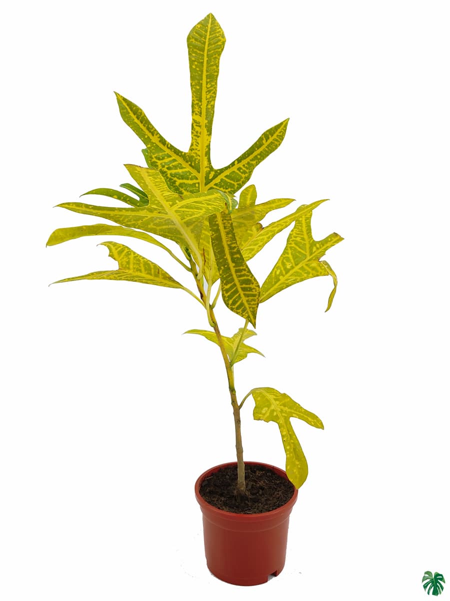 Croton Yellow Duck Foot - Trishul Plant