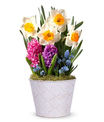 Daffodil Sunshine Bulb Garden