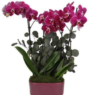 Deep Purple Orchid Duo with Eucalyptus