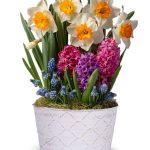 Deluxe Daffodil Sunshine Bulb Garden