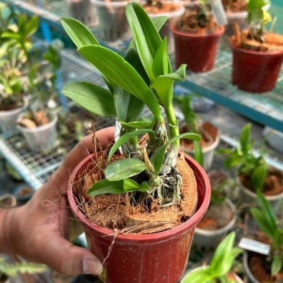 Dendrobium (Bom x Udomsri) x Jac. Concert var.Kanjana