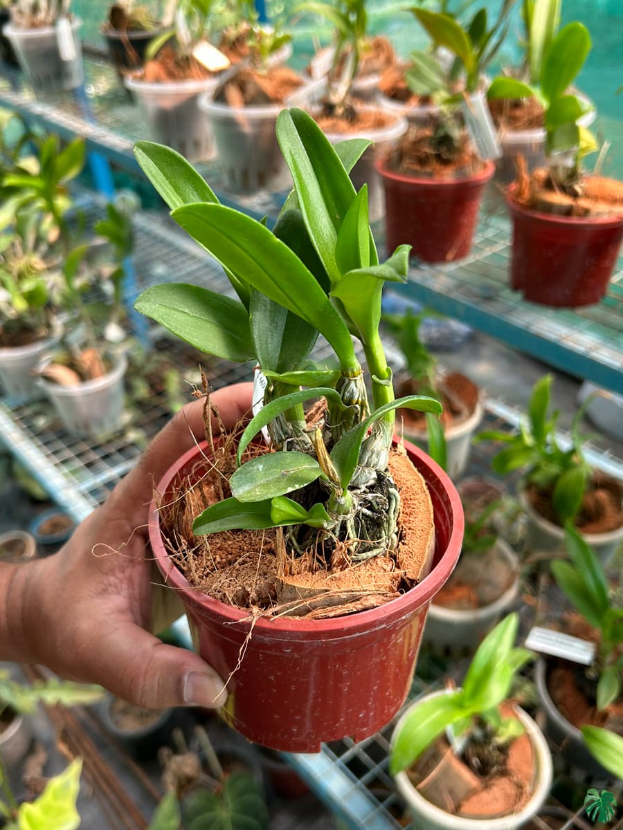 Dendrobium (Bom x Udomsri) x Jac. Concert var.Kanjana