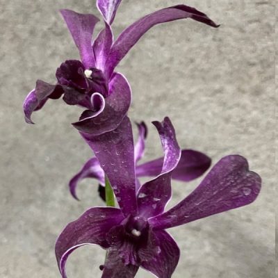 Dendrobium Caesar Red Captain Junior
