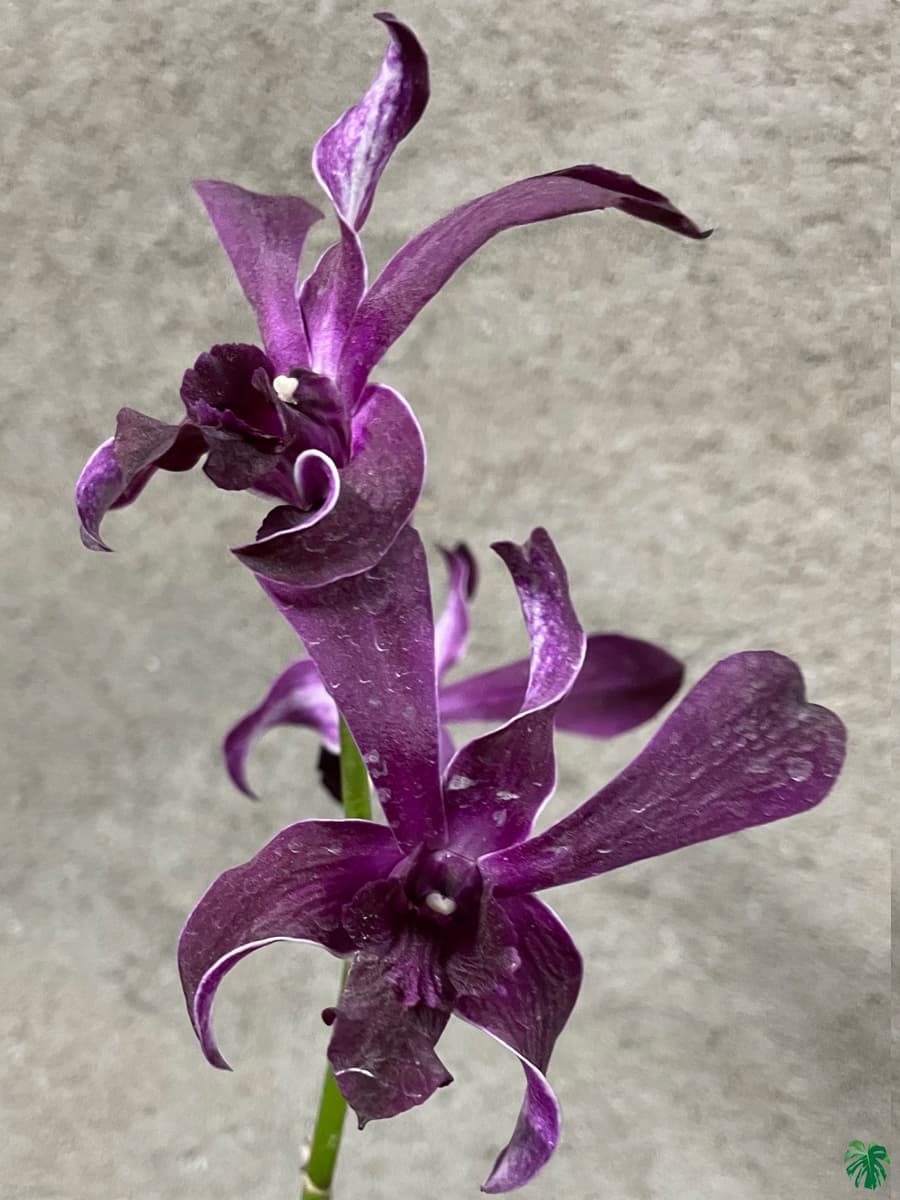 Dendrobium Caesar Red Captain Junior