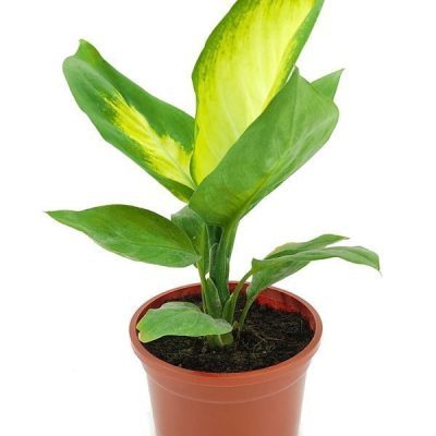 Dieffenbachia Camille