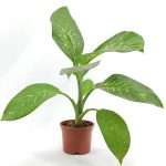 Dieffenbachia Tropic Snow