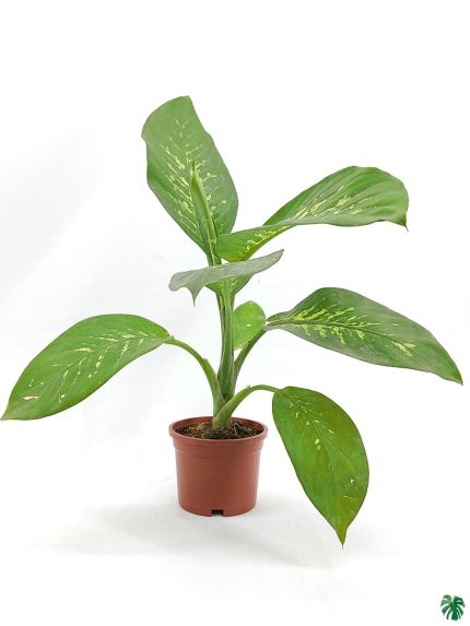 Dieffenbachia Tropic Snow