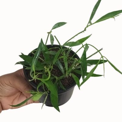 قیمت روز گل و گیاه گلستان ??