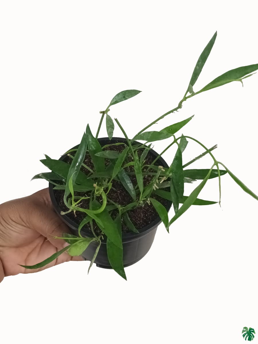 قیمت روز گل و گیاه گلستان 🌸🌿