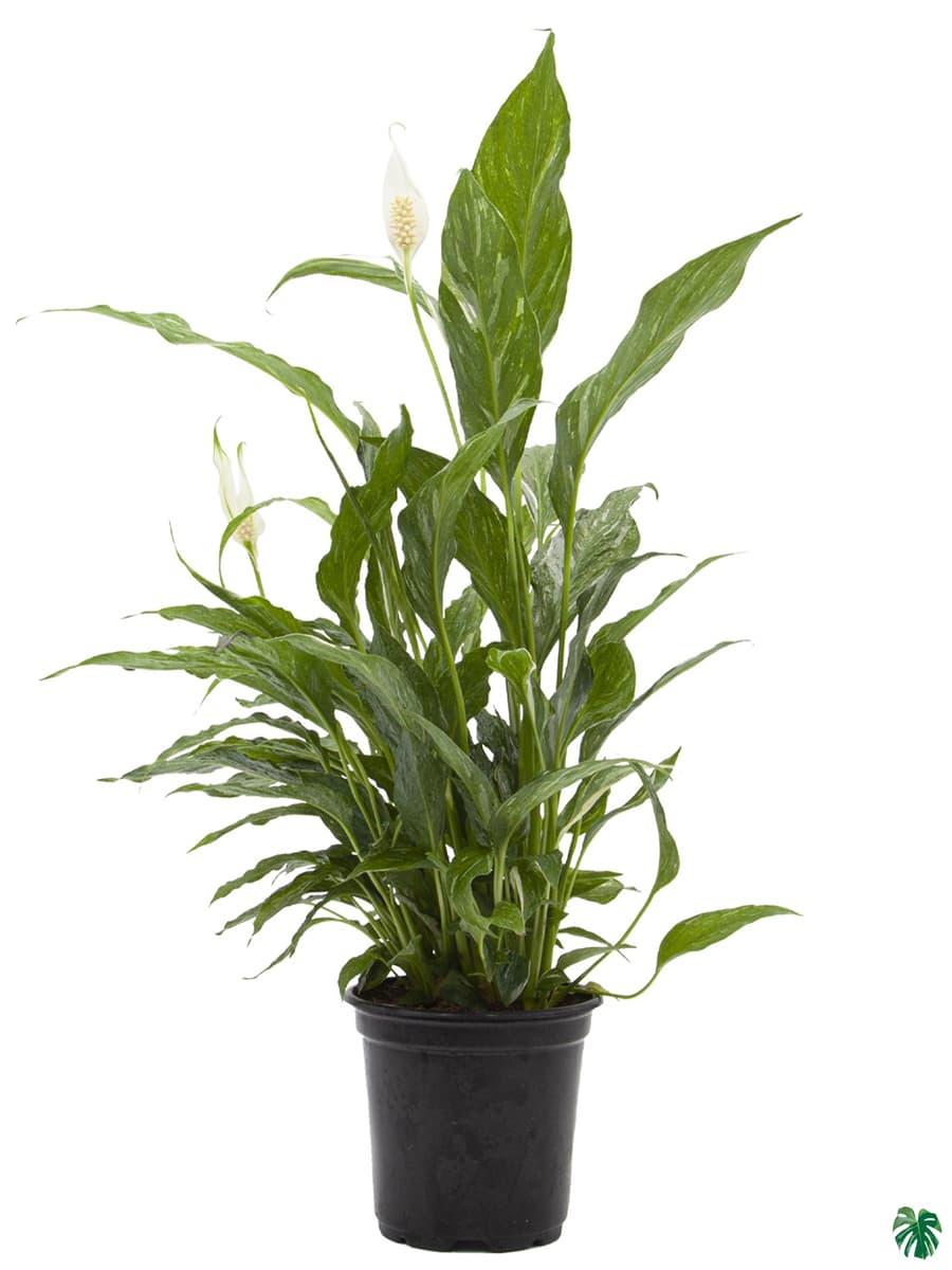 قیمت روز گل و گیاه در گل جان 🌼🌿