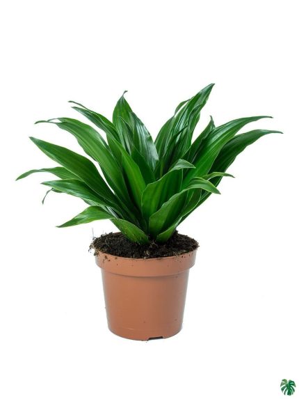 قیمت روز گل و گیاه ناردین 🌱🌼