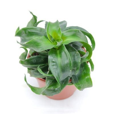 Dracaena Fragrans Twister