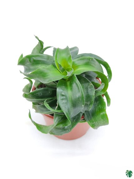 Dracaena Fragrans Twister
