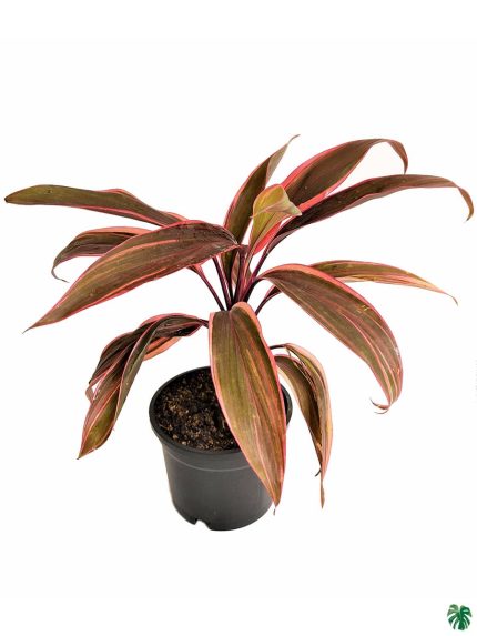 Dracaena Mahatma