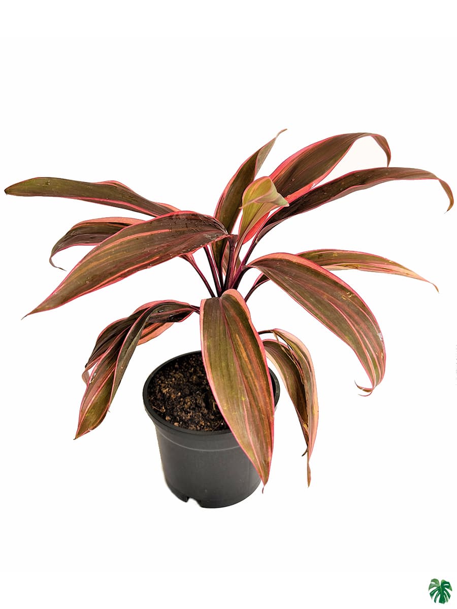 Dracaena Mahatma