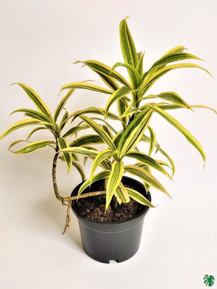 Dracaena Reflexa