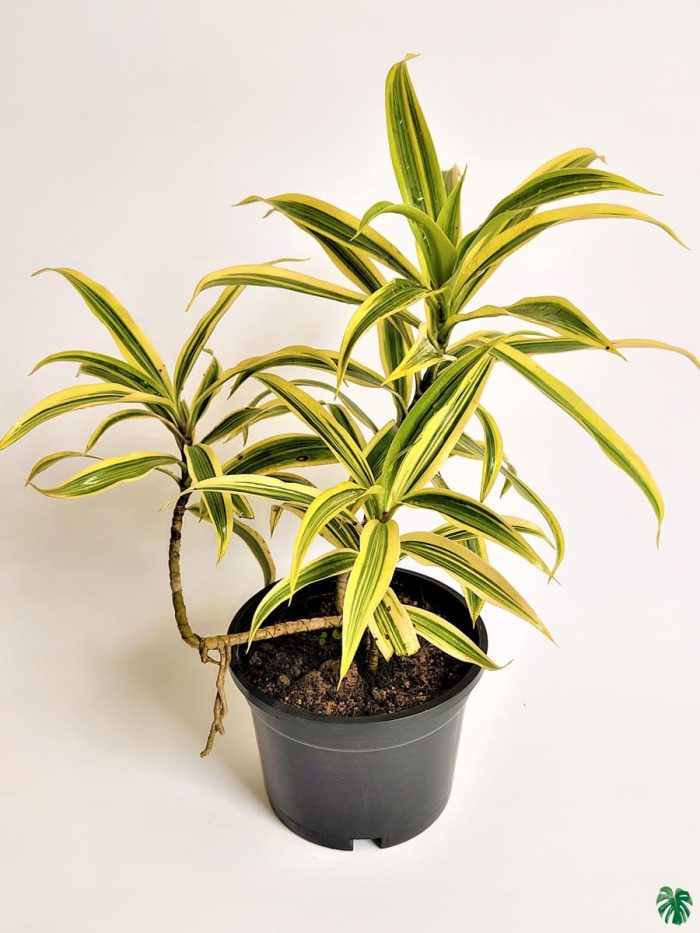 Dracaena Reflexa