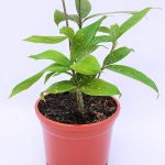 Dracaena Surculosa