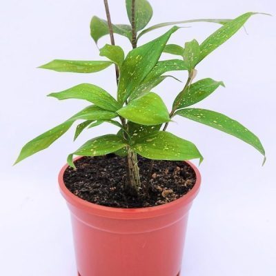 Dracaena Surculosa