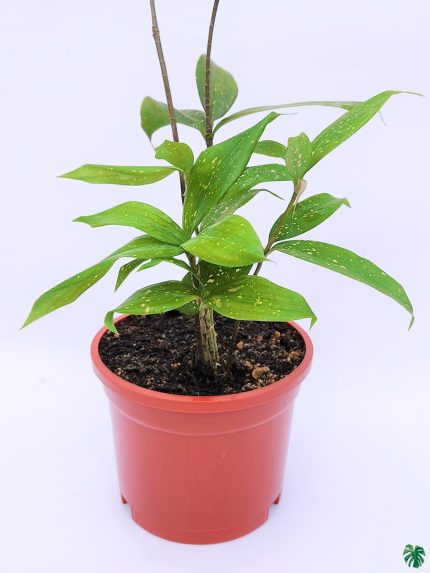 Dracaena Surculosa