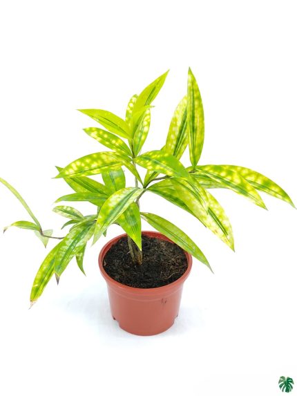 Dracaena Surculosa 'Mike'