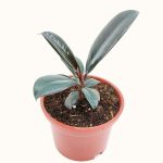 Dwarf Black Prince Rubber Plant