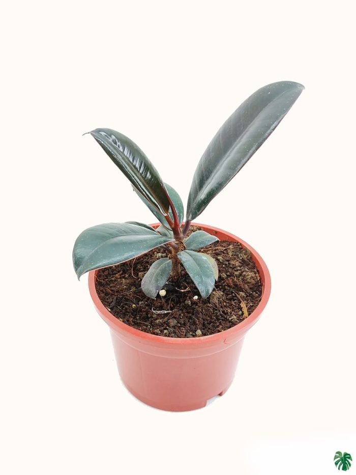 Dwarf Black Prince Rubber Plant