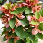 خرید گل و گلدان هدیه برای خرید روز معلم ??