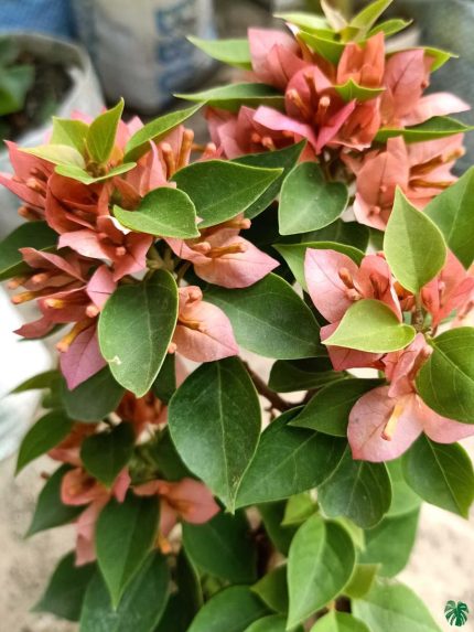 خرید گل و گلدان هدیه برای خرید روز معلم 🌸🎁