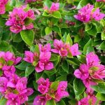 خرید گل و گلدان هدیه برای تولد پسر 15 ساله‌ها ??