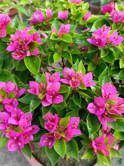خرید گل و گلدان هدیه برای تولد پسر 15 ساله‌ها 🌼🎉
