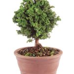 Dwarf Hinoki Cypress Bonsai Tree