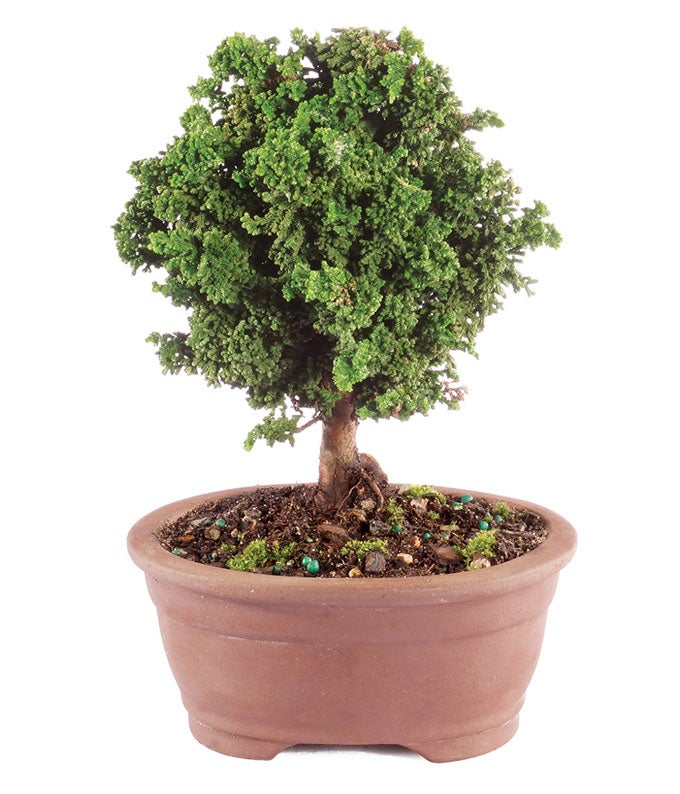 Dwarf Hinoki Cypress Bonsai Tree