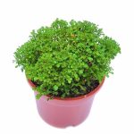 خرید گل و گلدان هدیه برای عید ??