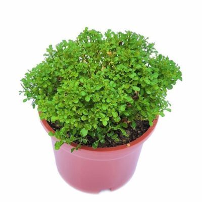 خرید گل و گلدان هدیه برای عید ??