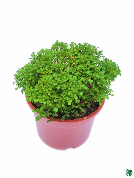 خرید گل و گلدان هدیه برای عید 🌸🎁