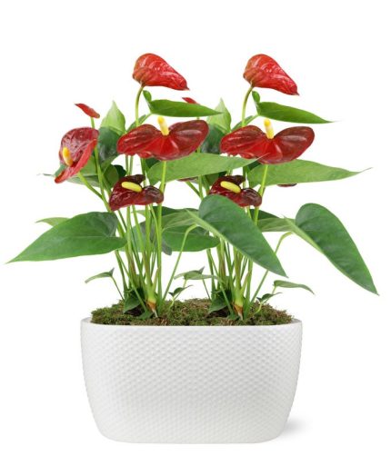 Elegant Anthurium