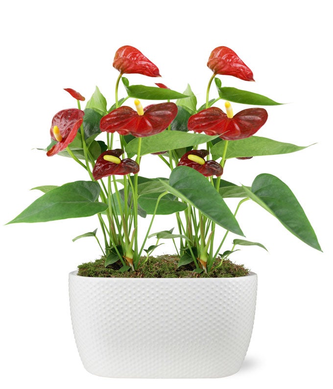 Elegant Anthurium