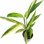 Epipremnum Amplissimum Aurea Variegata