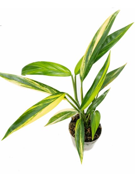 Epipremnum Amplissimum Aurea Variegata